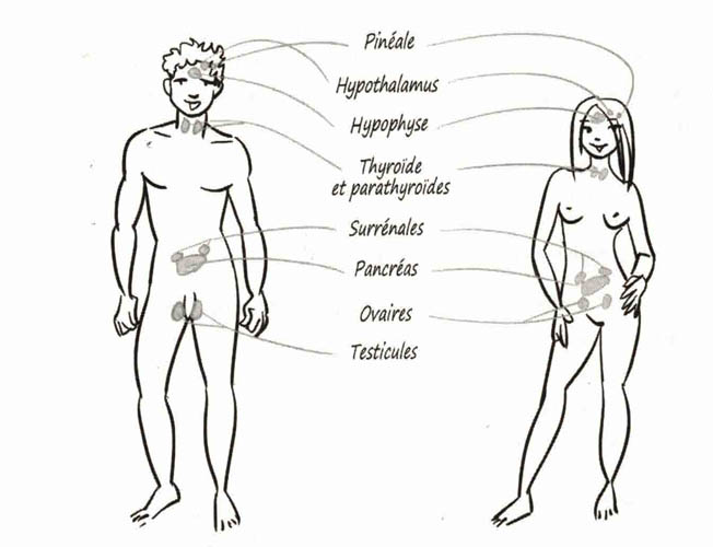 glandes endocrines