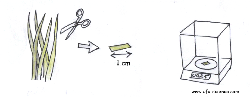 pesée de l'échantillon