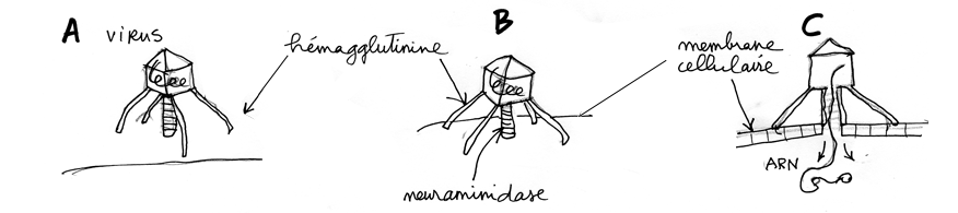 Virus, figures A , B , C