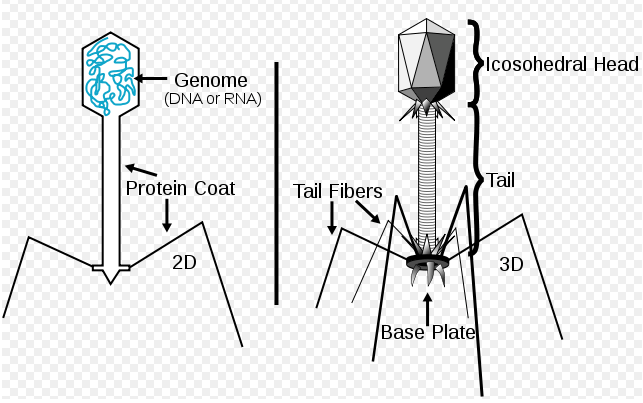 Virus T4