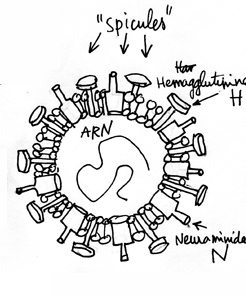 Vision schématique du virus de la grippe