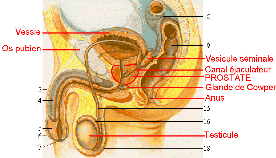 prostate1 copie écran